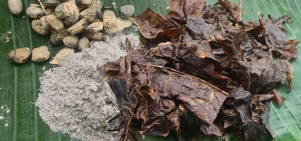 Hojas de tabaco y ceniza, plantas sagradas de la limpieza
