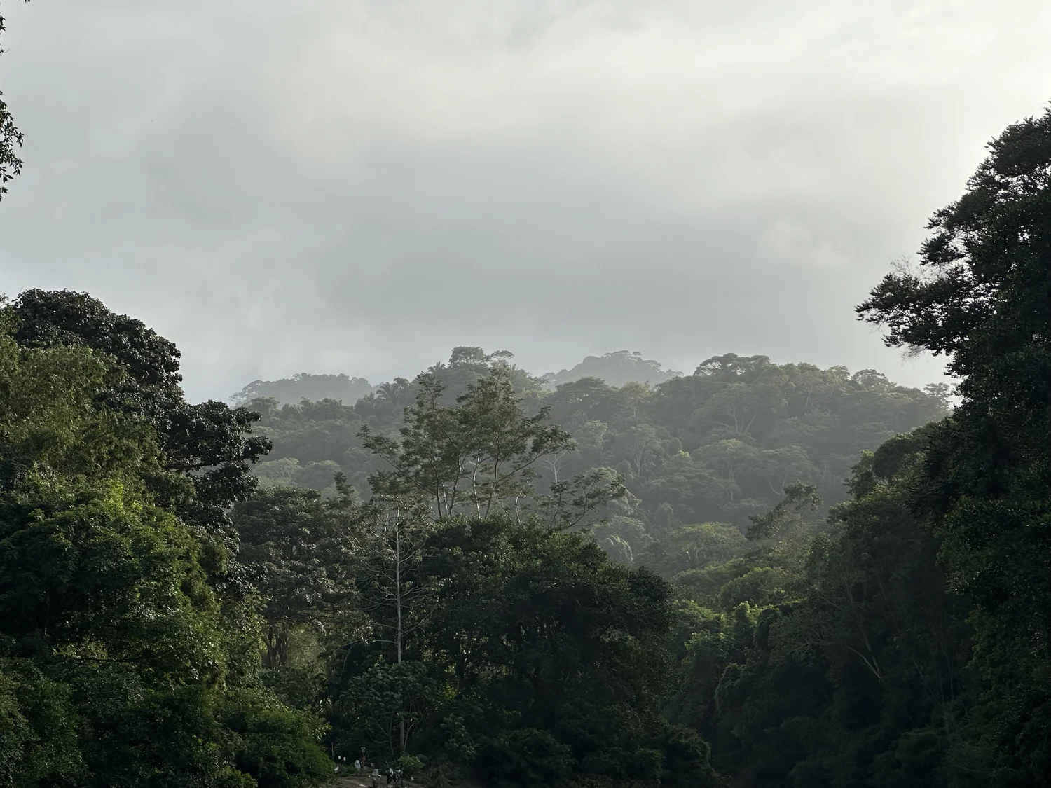 Selva colombiana entre la niebla